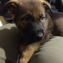 German Shepherd Puppies from Thornock Shepherds
