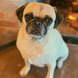 Maisy - Pug