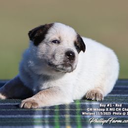 Charlie Boy 1 - Red speckled male Australian Cattle Dog puppy in Point, Texas from Lakylu Kennels