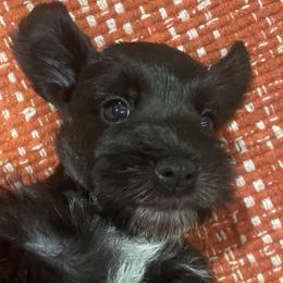 Carter - Black male Miniature Schnauzer puppy in Interlachen, Florida from Pam's Schnauzers
