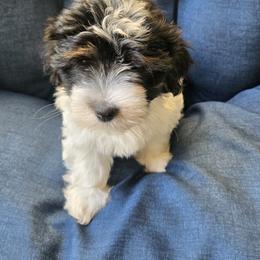 Coton de Tulear Puppies from Coast2Coast Cotons