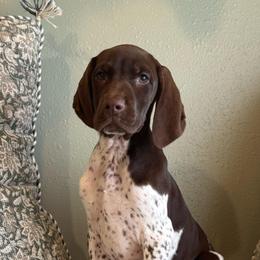 Thyme - White and liver female German Shorthaired Pointer puppy in Ulen, Minnesota from North Wind Gundogs