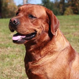 Brock - Labrador Retriever