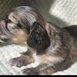 Faith 2775 - Cream female Dachshund puppy in Ben Wheeler, Texas from Anytime Dachshunds by D.B.
