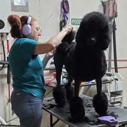 Amy - Poodle
