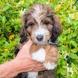 Blossom - Tri-color Bernedoodle puppy in Shiloh, Georgia from Doodle Mountain