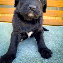 Bernedoodle and Siberian Husky Puppies from Timberline Paws