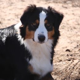 Ellie - Australian Shepherd