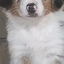 Miniature American Shepherds and Miniature Australian Shepherds from Buck-Run Puppies