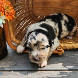 Achilla - Blue merle female Australian Shepherd puppy in Cable, Ohio from Resolute Aussies