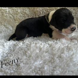 Feeny - Mantle male Great Dane puppy in Liberty, New York from Catskills Greatest Danes