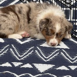 RMF1 - Red merle female Australian Shepherd puppy in Washington, Indiana from Bombshell Australian Shepherds