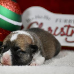 Holly - Sable female Pembroke Welsh Corgi puppy in Gober, Texas from Trigger Time Kennels