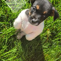 Boy 5: Twin Two - Tri-color male Russell Terrier puppy in Harvel, Illinois from Ruff and Tumble Russell Terriers