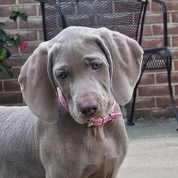 Pink collar - Silver gray female Weimaraner puppy in Glen Rock, Pennsylvania from Mavericks Night Weimaraners