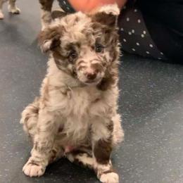 Cedric - Brown merle male Mudi puppy in Valley Mills, Texas from Graves Farm Mudi