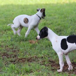 Greyhound Puppies from Harmony Greyhounds