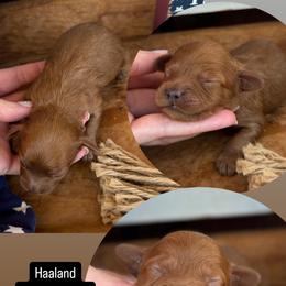 Haaland - Red male Cavapoo puppy in Mesa, Arizona from Pedersendoodles