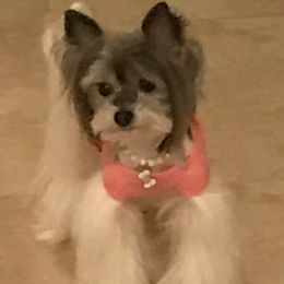 Biewer Terriers and Shih Tzus from Edrey