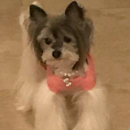 Biewer Terriers and Shih Tzus from Edrey