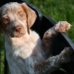 Lola - Orange roan female Brittany puppy in Hollidaysburg, Pennsylvania from Royal Flush Farms