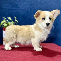 Pennilynn - White and red female Pembroke Welsh Corgi puppy in Saint Ignatius, Montana from Rustic Barn Kennels