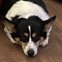 Lady - Pembroke Welsh Corgi