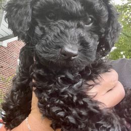 Poodle Puppies from Kindred Companions Toy Doodles