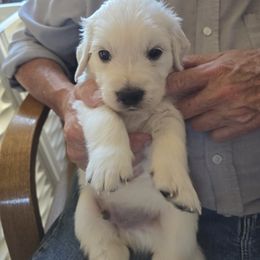 Ranger  (Boy 4) - Light golden male Golden Retriever puppy in Elizabeth, Colorado from Blazing Star Goldens