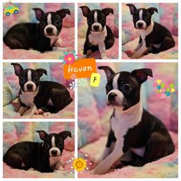 Haven - Boston Terrier puppy in Boston, Massachusetts from Boston Collections