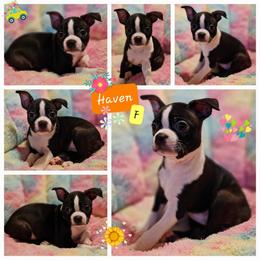 Haven - Boston Terrier puppy in Boston, Massachusetts from Boston Collections