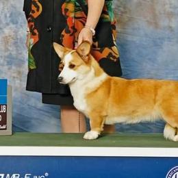 Grace - Cardigan Welsh Corgi