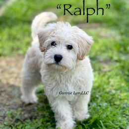 Ralph - Schnoodle