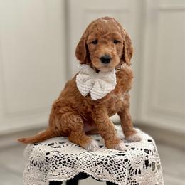 Rarity-White - Apricot female Goldendoodle puppy in Bay City, Texas from Charming Doods Goldendoodles