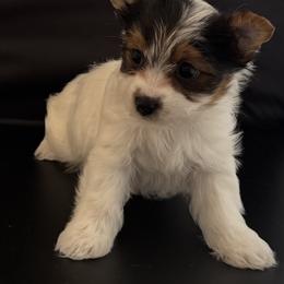 Bell - Parti female Yorkshire Terrier puppy in Colmesneil, Texas from Wanda Toparcean's Yorkies