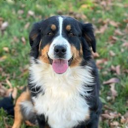 Cassie - Aussiedoodle