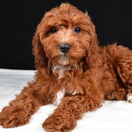 Teddy - Red male Cavapoo puppy in Temecula, California from Designer Doodles