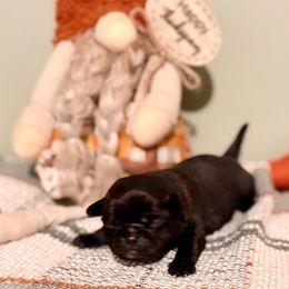 Augustus MayWho - Black male Pug puppy in Smiths Station, Alabama from Magnolia Pugs