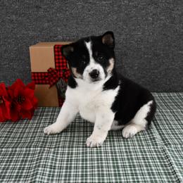 Winston - Black and tan male Shiba Inu puppy in Arcola, Illinois from Highline Puppies