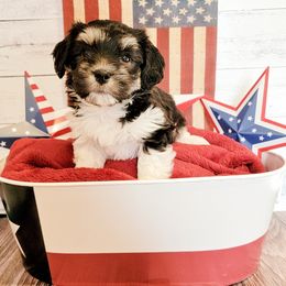 Havanese Puppies from Sweet Southern Havanese