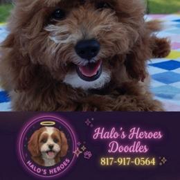 Tabitha 8 1 7 - 9 1 7 - 0 5 6 4 - Red female Cavapoo puppy in Dallas, Texas from Halo's Heroes Doodles