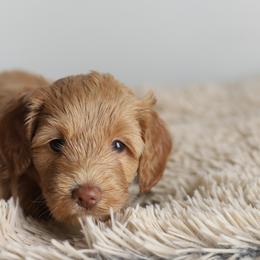 Pink - Caramel female Australian Labradoodle puppy in Williamstown, New York from Lewis Manor Labradoodles
