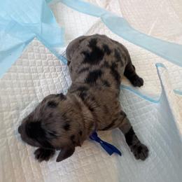 Cosmos - Blue merle male Aussiedoodle puppy in Columbia Falls, Montana from Firefly Aussies & Aussiedoodles