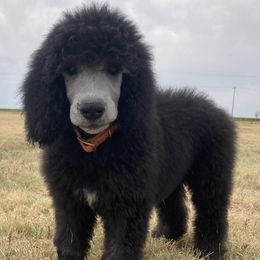 Poodles from MVI Poodles