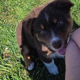 Barcelo 4 - Red tri-color male Australian Shepherd puppy in Solon, Maine from Mountain Range Australian Shepherds