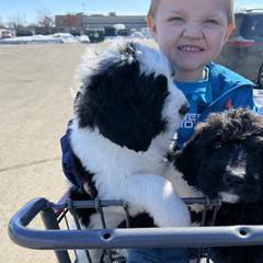 Saint Berdoodle Puppies from Badland St. Berdoodles LLC