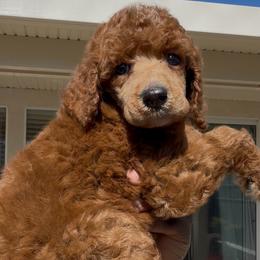 Duchess - Red  female Poodle puppy in Corona, California from Garden Of Poodles