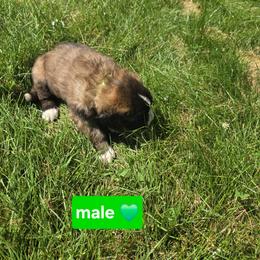 Saint Bernard Puppies from Cincinnati St. Bernards