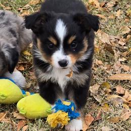 Marshmallow - Black tri male Toy Australian Shepherd puppy in Forney, Texas from Texas Talent Toy Aussie's
