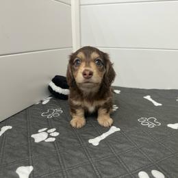 Prince - Chocolate and cream male Dachshund puppy in Kissimmee, Florida from Dazzling Frenchies and Doxies